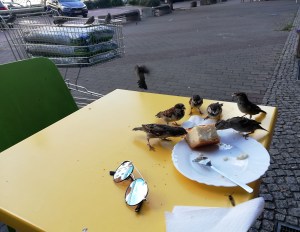 Pajarillos atacando la merienda.