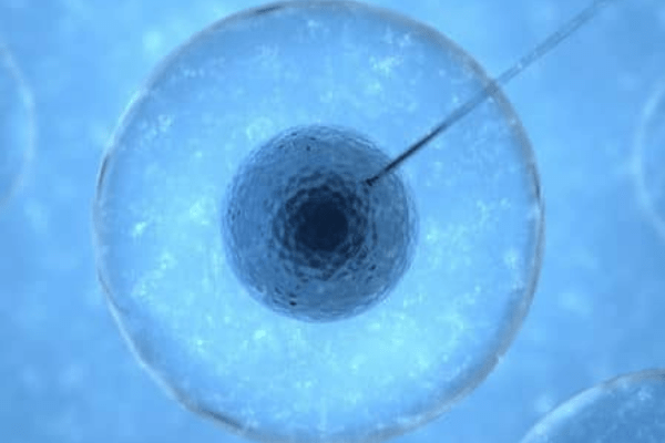 Ovocitos maduros - Imagen de  Interfiv.com